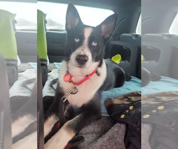 Medium Photo #1 Siberian Husky-Unknown Mix Puppy For Sale in Wakefield, RI, USA