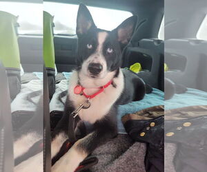 Siberian Husky-Unknown Mix Dogs for adoption in Wakefield, RI, USA