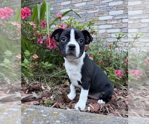 Boston Terrier Puppy for sale in GARFIELD, AR, USA