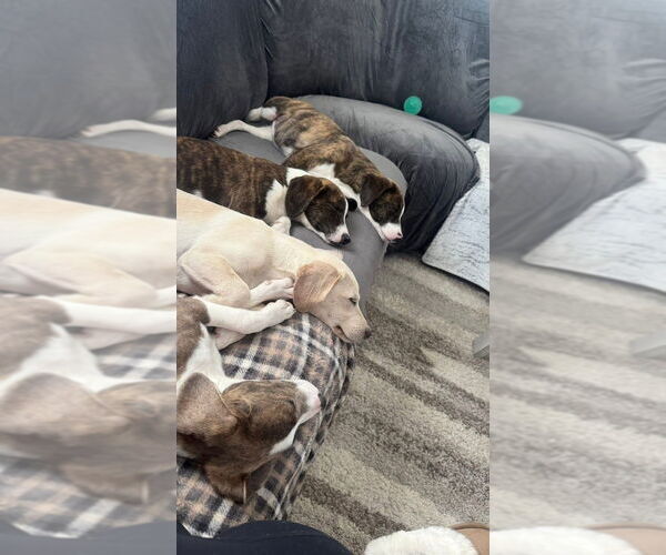 Medium Photo #3 Boxador Puppy For Sale in Aurora, IN, USA