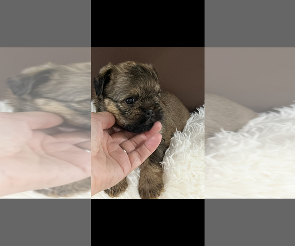 Medium Photo #1 Brussels Griffon Puppy For Sale in NILES, MI, USA
