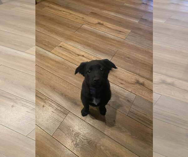 Medium Photo #2 German Shepherd Dog-Unknown Mix Puppy For Sale in Stephens City, VA, USA