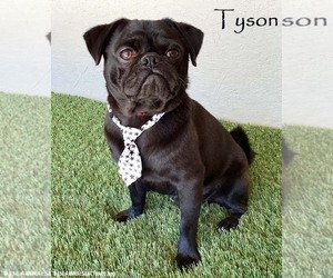 Pug-Unknown Mix Dogs for adoption in San Diego, CA, USA