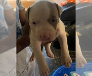 American Pit Bull Terrier Puppy for sale in FARMINGTN HLS, MI, USA