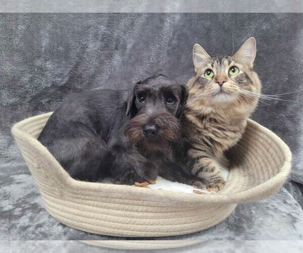 Medium Photo #4 Mutt Puppy For Sale in Lincolnwood, IL, USA