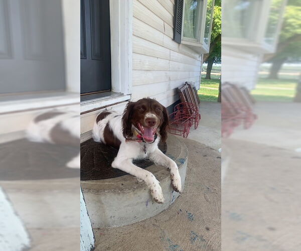 Medium Photo #2 Brittany Puppy For Sale in Curwensville, PA, USA