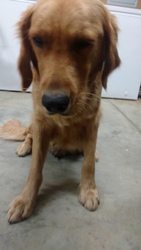 Medium Photo #1 Golden Retriever Puppy For Sale in HENRYVILLE, IN, USA