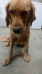 Small Photo #1 Golden Retriever Puppy For Sale in HENRYVILLE, IN, USA