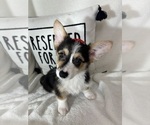 Small #2 Pembroke Welsh Corgi