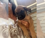 Small Mastiff