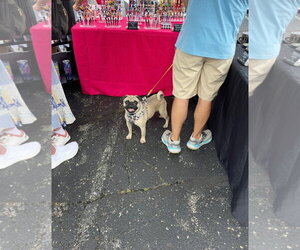 Sammy - Male Pug Dog for Adoption - Photo #6