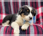 Small Photo #8 Australian Shepherd Puppy For Sale in LAKELAND, FL, USA