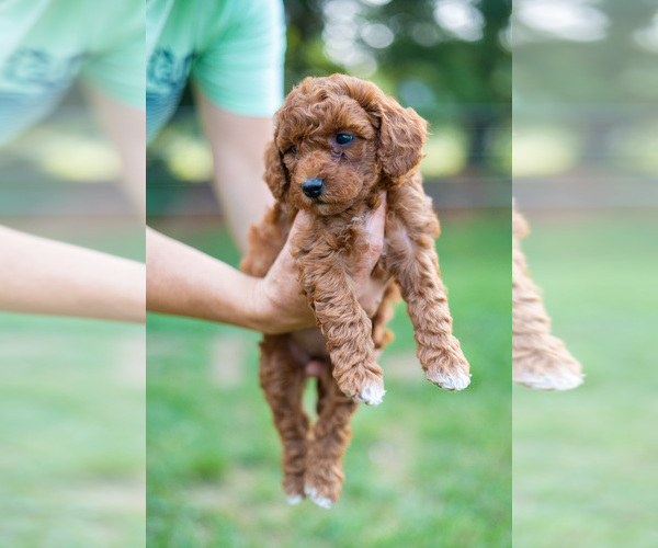 Medium Photo #2 Miniature Labradoodle Puppy For Sale in WESTMINSTER, MD, USA