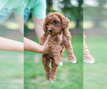 Small Photo #2 Miniature Labradoodle Puppy For Sale in WESTMINSTER, MD, USA