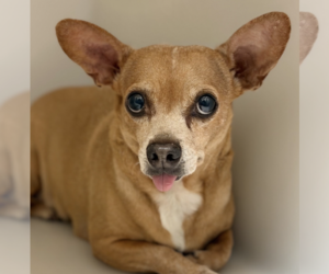 Abbie - Female Chiweenie Dog for Adoption - Photo #4