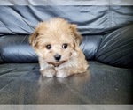 Small Photo #3 Morkie Puppy For Sale in SANTA CLARITA, CA, USA