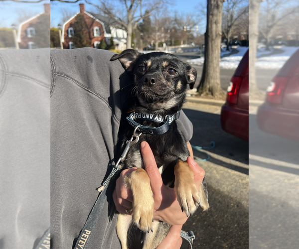 Medium Photo #6 Chihuahua-Unknown Mix Puppy For Sale in Rockville, MD, USA