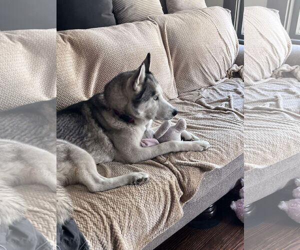 Medium Photo #3 Labsky Puppy For Sale in Carrollton, TX, USA