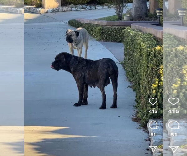 Medium Photo #5 Mastiff Puppy For Sale in Goodyear, AZ, USA