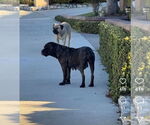 Small #4 Mastiff