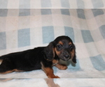 Small #6 Dachshund