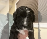Small Photo #20 Bernedoodle Puppy For Sale in CANTON, MI, USA