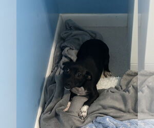 Mutt Dogs for adoption in Jackson Township, NJ, USA