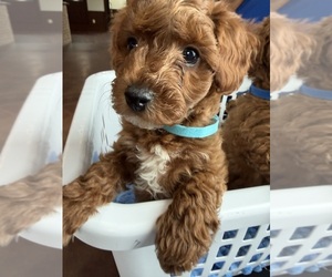Goldendoodle (Miniature) Puppy for sale in HOLLY SPRINGS, MS, USA