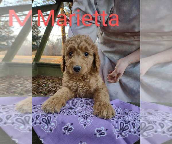 Medium Photo #1 Goldendoodle Puppy For Sale in MILLEN, GA, USA