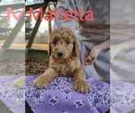 Small Photo #1 Goldendoodle Puppy For Sale in MILLEN, GA, USA