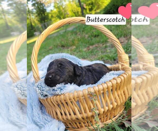 Medium Photo #43 Aussiedoodle Puppy For Sale in CONWAY, SC, USA