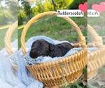 Small Photo #43 Aussiedoodle Puppy For Sale in CONWAY, SC, USA