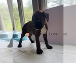 Puppy Luna Boxer