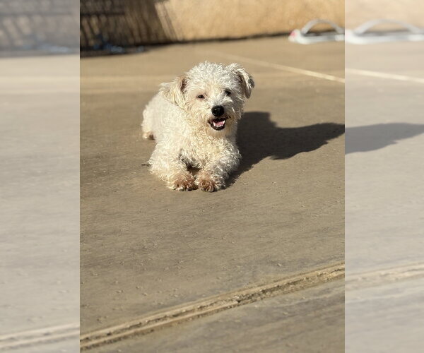 Medium Photo #1 Poodle (Miniature) Puppy For Sale in Studio City, CA, USA