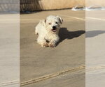 Benson #2578 - Male Poodle (Miniature) Dog for Adoption - Small photo