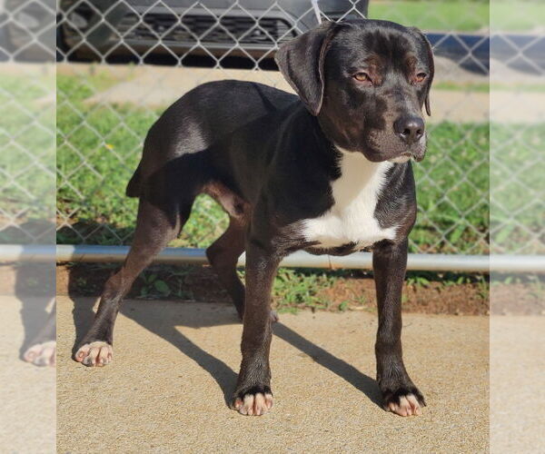 Medium Photo #18 Catahoula Leopard Dog-Staffordshire Bull Terrier Mix Puppy For Sale in Talladega, AL, USA