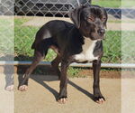 Small #17 Catahoula Leopard Dog-Staffordshire Bull Terrier Mix