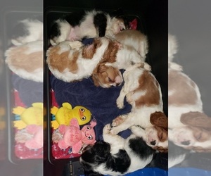 Cavalier King Charles Spaniel Puppy for sale in CAMDEN, SC, USA