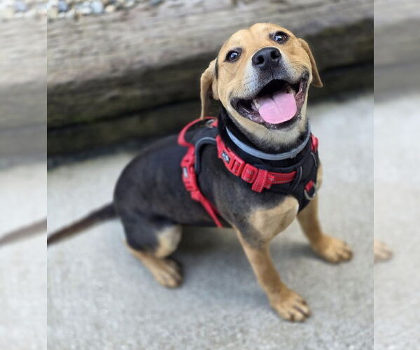 Medium Photo #1 Beagle-Unknown Mix Puppy For Sale in Woodsfield, OH, USA