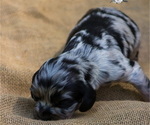 Small Photo #5 Cocker Spaniel Puppy For Sale in GADSDEN, AL, USA