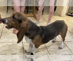 Small #1 Basset Hound