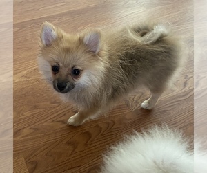 Pomeranian Puppy for sale in HILO, HI, USA