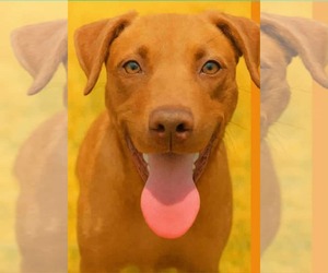 Gummi Bear - Male American Pit Bull Terrier-Labrador Retriever Mix Dog for Adoption - Photo #6