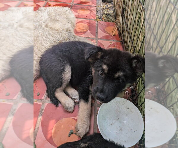Medium Photo #3 Mutt Puppy For Sale in Pacifica, CA, USA