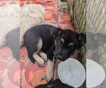 Small #2 Mutt