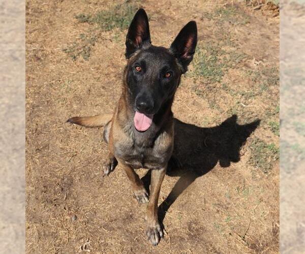 Medium Photo #1 Mutt Puppy For Sale in Modesto, CA, USA
