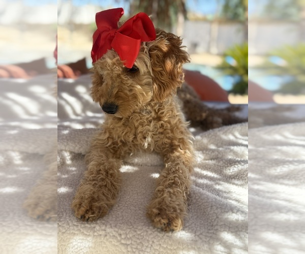 Medium Photo #4 Goldendoodle (Miniature) Puppy For Sale in MENIFEE, CA, USA