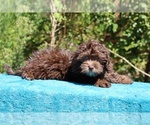 Small #22 ShihPoo
