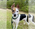 Small Photo #2 Rat Terrier-Unknown Mix Puppy For Sale in Hilton Head, SC, USA