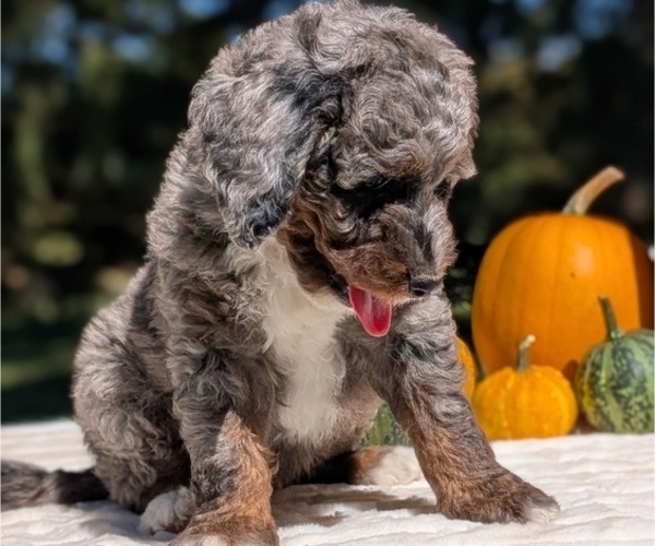 Medium Photo #48 Miniature Bernedoodle Puppy For Sale in GOSHEN, IN, USA